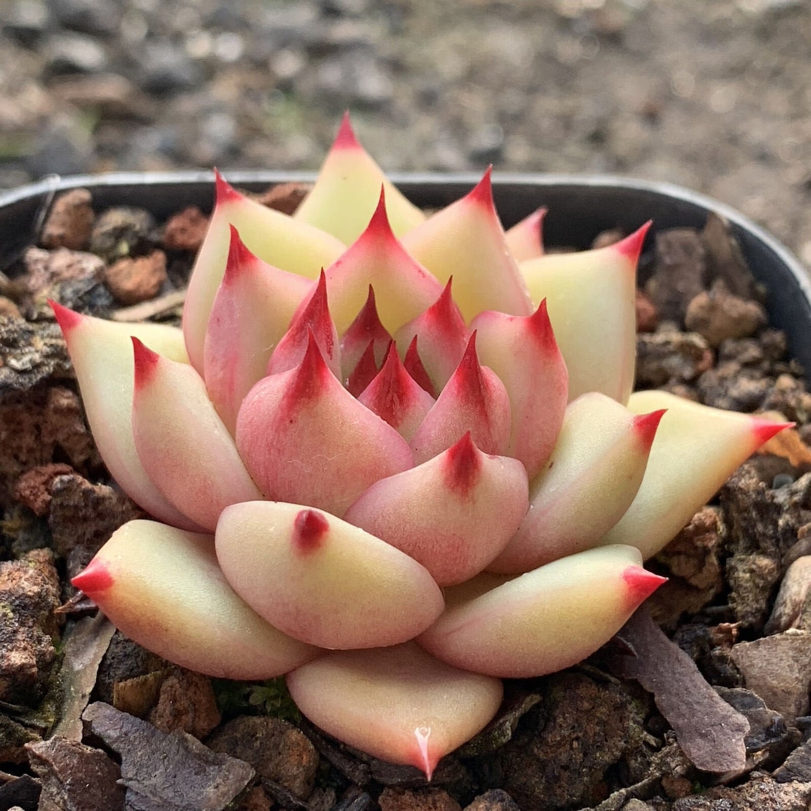 5CM Rare Succulent Live Plants Echeveria agavoides sirius Home Etsy