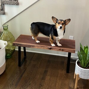 May include: A black and brown corgi dog standing on a live edge walnut wood bench with black metal legs. The bench is in a home setting with hardwood floors.