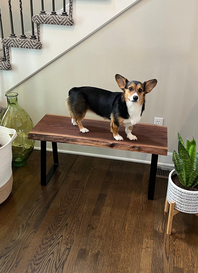 May include: A black and brown corgi dog standing on a live edge walnut wood bench with black metal legs. The bench is in a home setting with hardwood floors.