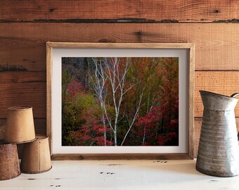 Wall Art Prints, Fine Art Photography, Scenic Landscape photos, New Hampshire photos, White Birch Trees, Living Room Wall Art, Fall Foliage
