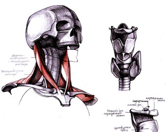 Neck and back muscles; Skeleton; Anatomical copy; Gottfried Bummes; Medical Manual; Halloween; Gothic