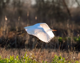 AIGRETTE TIJDENS DE VLUCHT