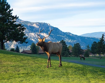 Bull Elk