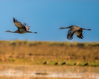 Sandhill Cranes Woodbridge Ecologisch Preserve