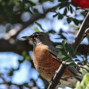 American Robin
