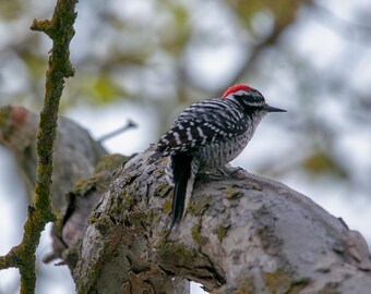 Pájaro carpintero Nuttalls