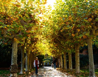 Fiolli Gardens