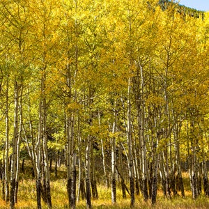 October Aspens