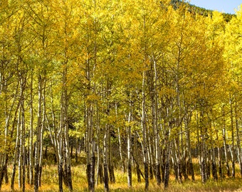 Oktober Aspens
