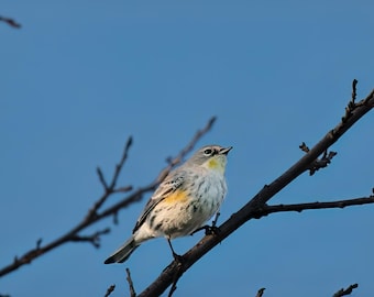 Gelber Spatz