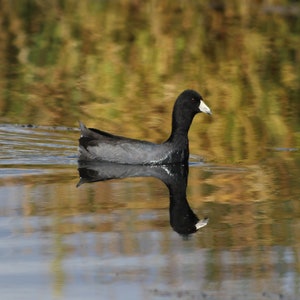 May include: A black and white American coot swims in a pond with a reflection of the bird in the water. The water is calm and reflects the surrounding foliage.