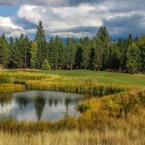 May include: A scenic view of a golf course with a pond in the foreground. The pond is surrounded by tall green grass and reeds. In the background, there is a line of trees and a small wooden building.