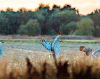 Sandhill-kranen in het Cosumnes River Preserve