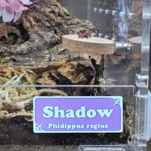 Magnetic Personalized Jumping Spider Name Sign, Scientific Latin Name, Invertebrates Nameplate, Custom Tarantula Vivarium Pet Tag Habitat