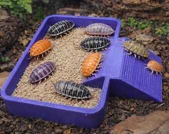 Isopod Feeding Dish with Ramp, Bioactive Vivarium Food Bowl
