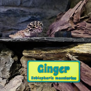 May include: A leopard gecko with a spotted pattern on its head and body rests on a dark surface. A small black bowl sits nearby. A sign reads "Ginger" and "Eublepharis macularius". The background features rocks and wood.