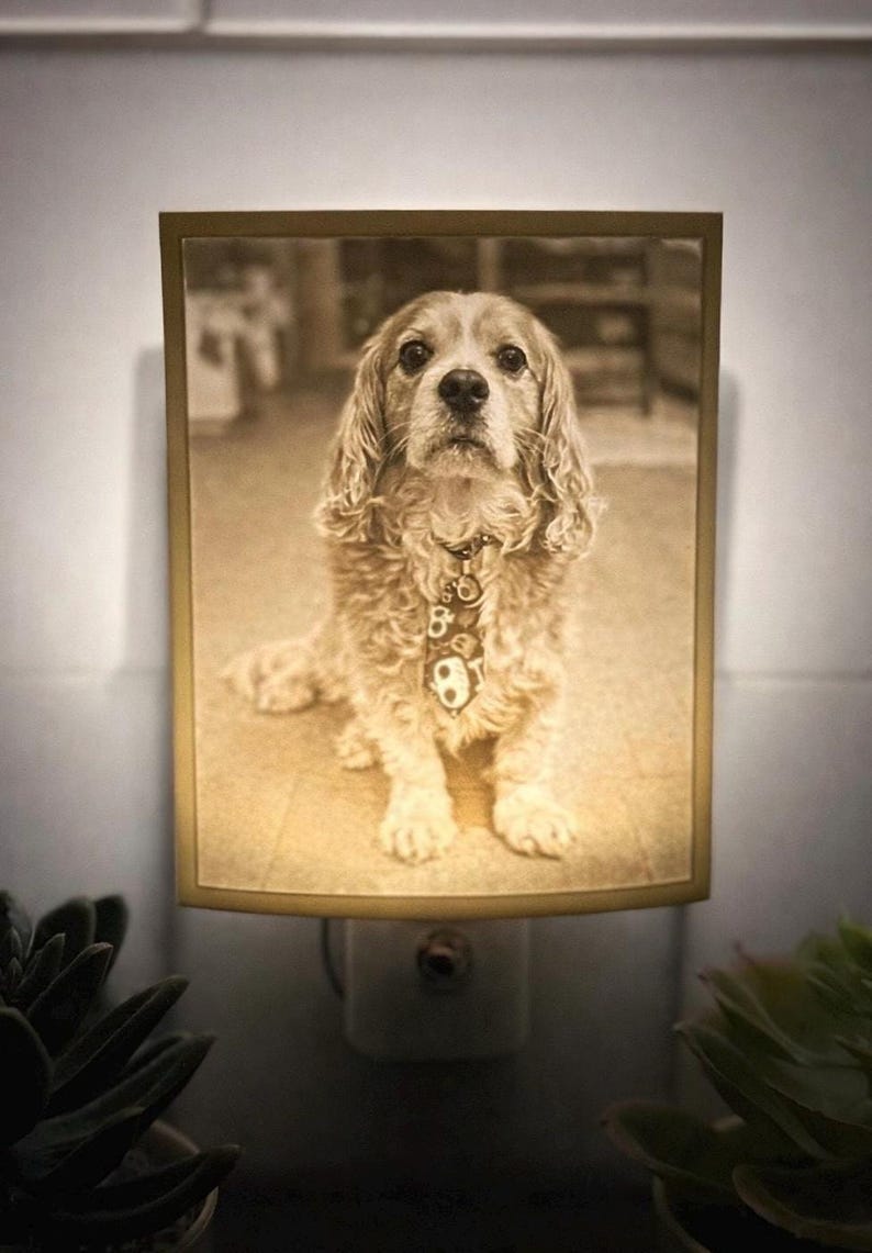 A white lithophane night light with a picture of a dog inside. The dog is a brown and white cocker spaniel with a tag around its neck. The night light is plugged into an outlet.