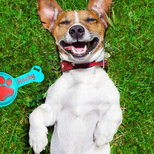 May include: A happy Jack Russell Terrier lies on its back in green grass, wearing a red collar. A turquoise dog tag with the name "Rocky" and a red paw print is next to the dog. The dog is smiling with its tongue out.