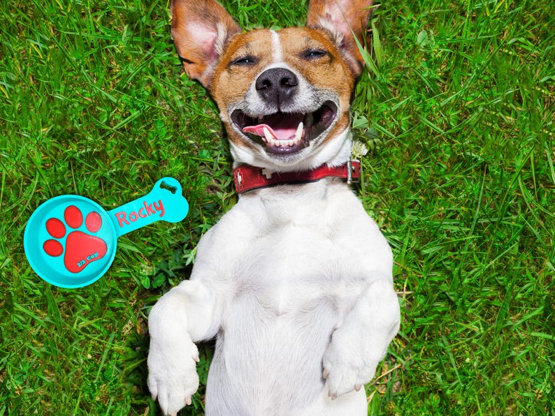 May include: A happy Jack Russell Terrier lies on its back in green grass, wearing a red collar. A turquoise dog tag with the name "Rocky" and a red paw print is next to the dog. The dog is smiling with its tongue out.