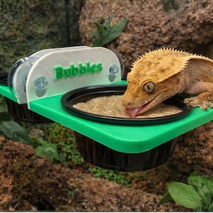 May include: A crested gecko eating from a black bowl on a green platform. The platform is attached to a white holder with the word "Bubbles" in green. The gecko is light brown with a spiky crest and is positioned near a natural background.