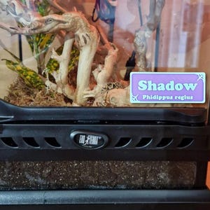 May include: A terrarium with a black base and a clear glass front. Inside, there are branches, plants, and a sign that reads "Shadow" and "Phidippus regius". The terrarium is designed for a pet.