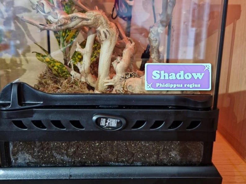 May include: A terrarium with a black base and a clear glass front. Inside, there are branches, plants, and a sign that reads "Shadow" and "Phidippus regius". The terrarium is designed for a pet.