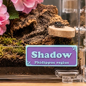 May include: A clear terrarium with a jumping spider, a small wooden platform, and a purple label that reads "Shadow Phidippus regius." The enclosure also contains moss, bark, and pink flowers.
