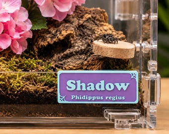 Magnetic Personalized Jumping Spider Name Sign, Scientific Latin Name, Invertebrates Nameplate, Custom Tarantula Vivarium Pet Tag Habitat