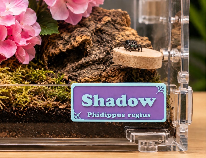 May include: A clear terrarium with a jumping spider, a small wooden platform, and a purple label that reads "Shadow Phidippus regius." The enclosure also contains moss, bark, and pink flowers.