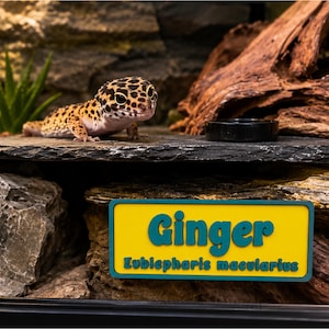 Peut inclure: Un gecko léopard orange et noir avec des taches, dans un terrarium. Il est posé sur une surface en pierre sombre. Un panneau jaune indique le nom "Ginger" et le nom scientifique "Eublepharis macularius".