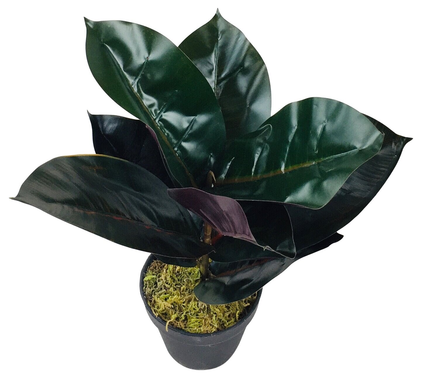 Realistic Artificial Rubber Plant Small 41cm Table Top or Etsy