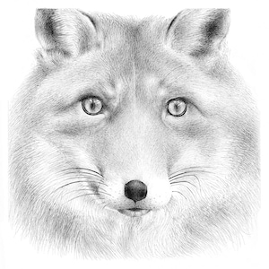 Fox art print / Fox wall décor / Fox poster / Fox drawing /  Pen drawing / Animal drawing / Wildlife drawing