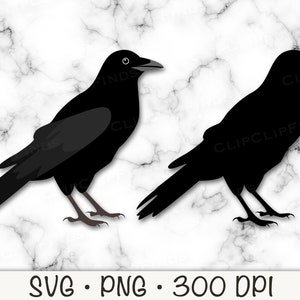 Crow Bird SVG, Crow PNG, Crow Clip Art, Instant Digitale Download