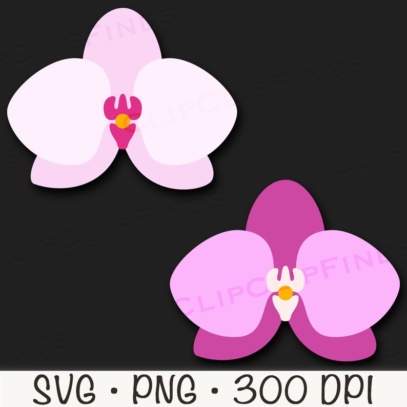 以下が含まれることがあります： ピンクとマゼンタの2つの蘭の花。黄色い中心部があります。花は黒い背景に孤立しています。
