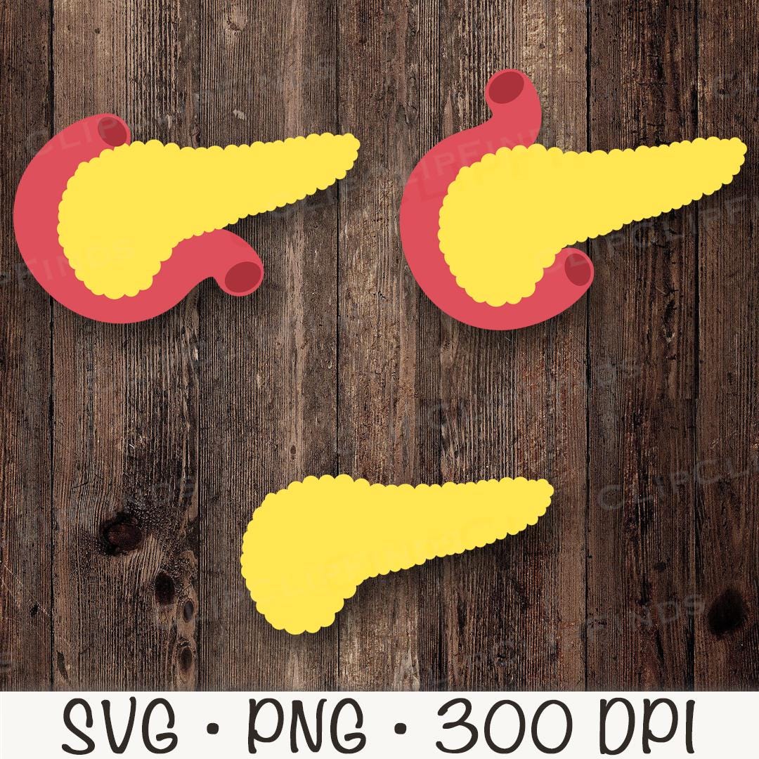Pancreas SVG, Pancreas PNG, Pancreas Clipart, Organs, Anatomy, Diabetes ...