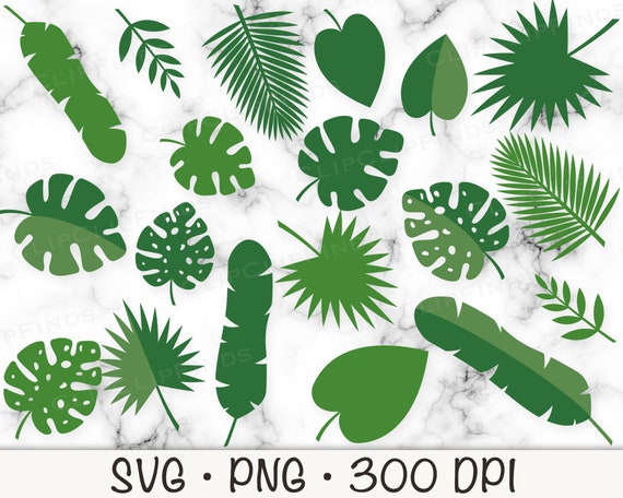 domino peace lily Peace Lily Domino 6