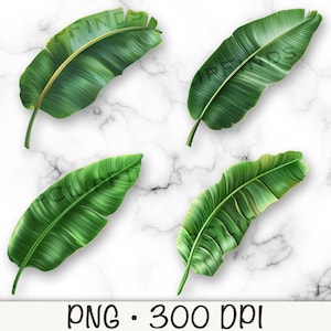 Bananenblätter PNG, Bananenblätter Clipart, Bananenblatt-Overlay, grüne tropische Blätter, digitaler Download Datei