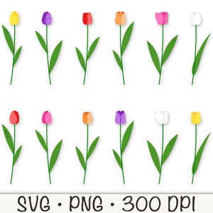 Tulip Clipart, Tulip SVG, Tulip PNG, Tulip Clip Art, Spring Flowers, Digital Download