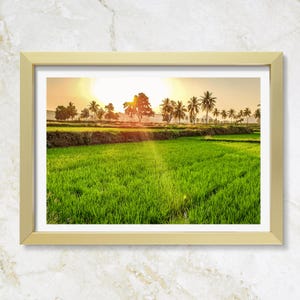 Rice Fields at Sunset in Hampi I Digital Travel Print of India for Wall Decor I Wanderlust travel I Wall art I Home decor