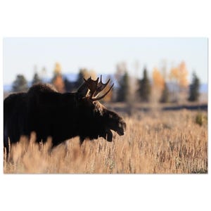 Golden Hour- Ein junger Elch in den Tetons