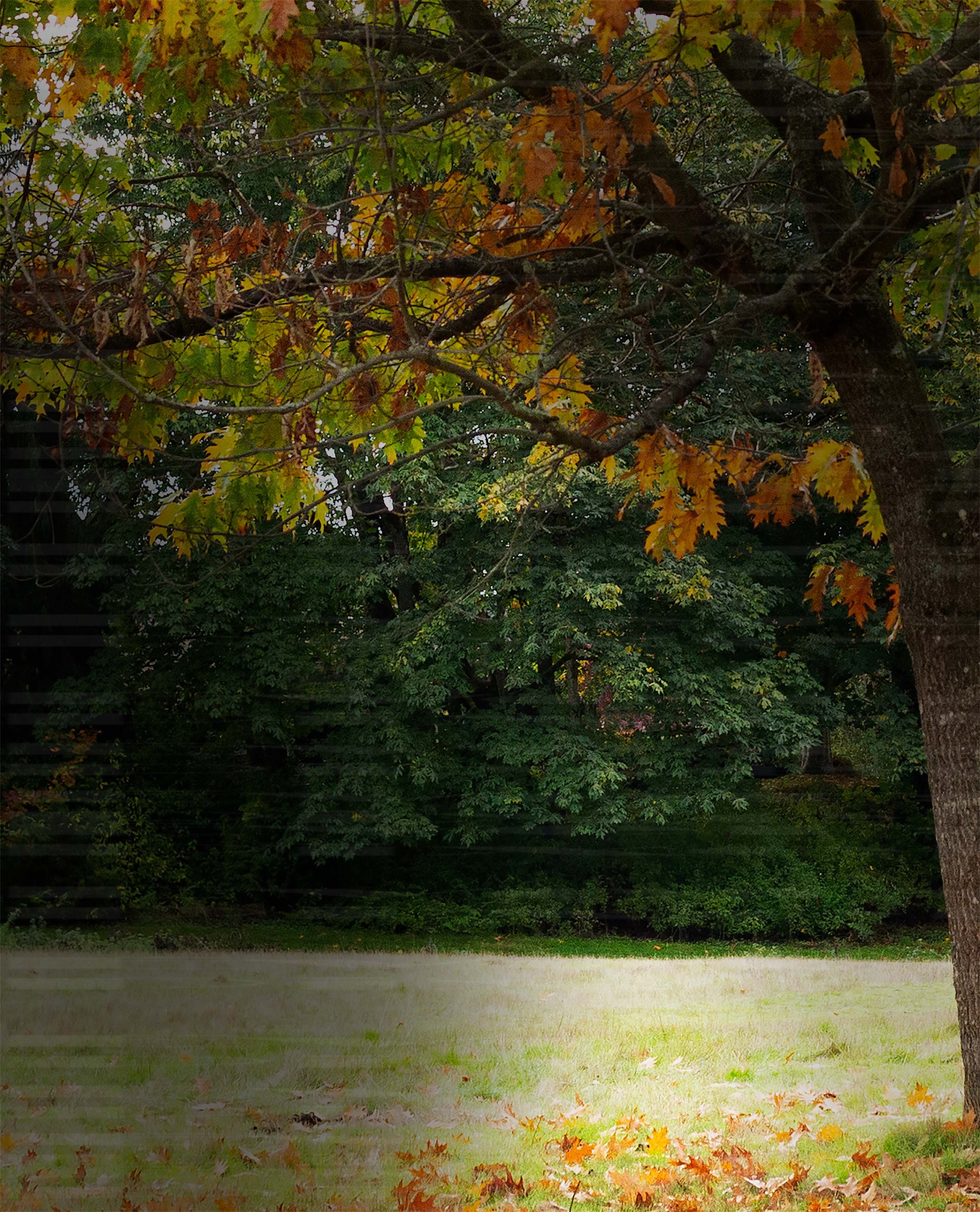 Fall Background for Portrait Photography - Etsy