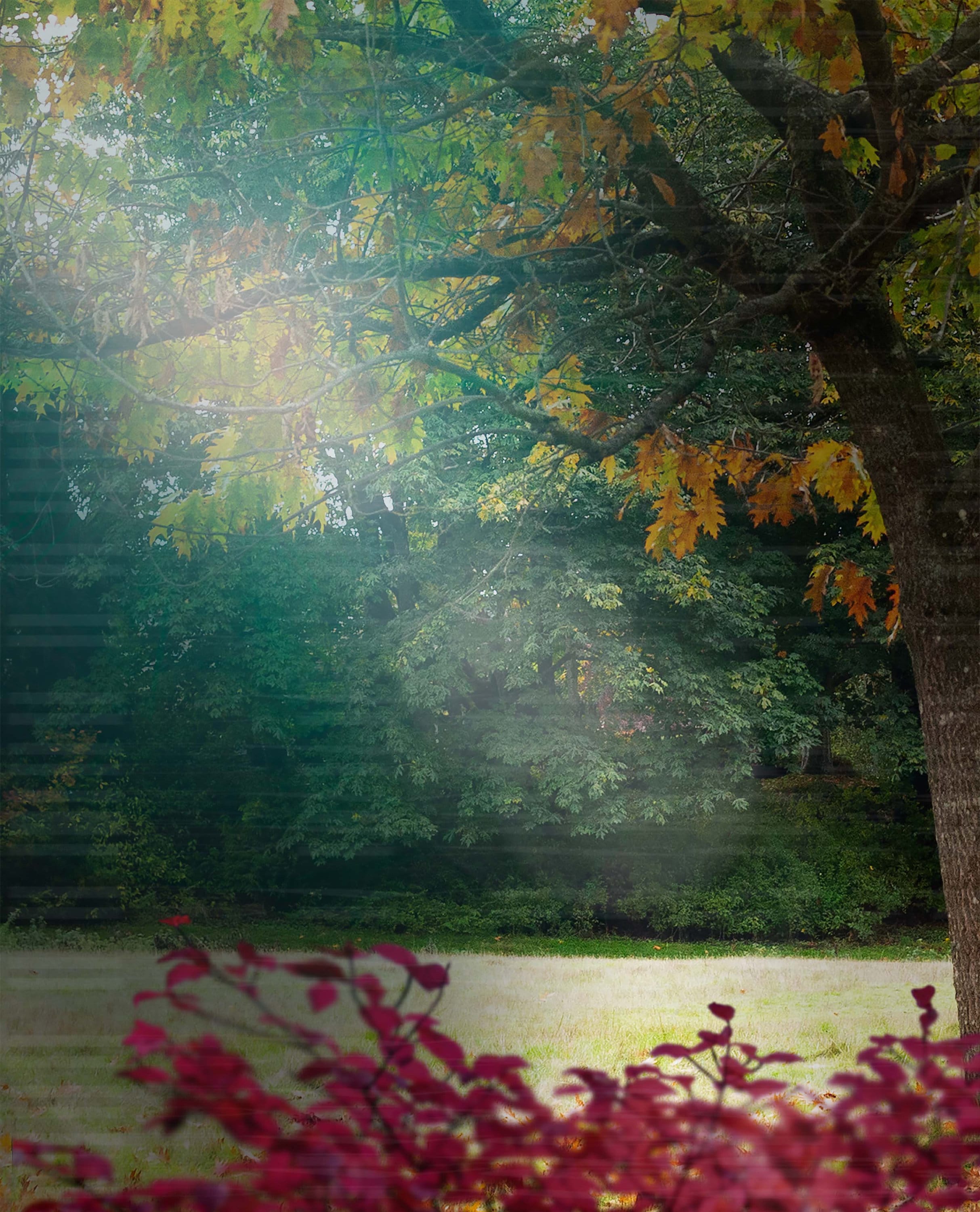 Fall Background for Portrait Photography - Etsy