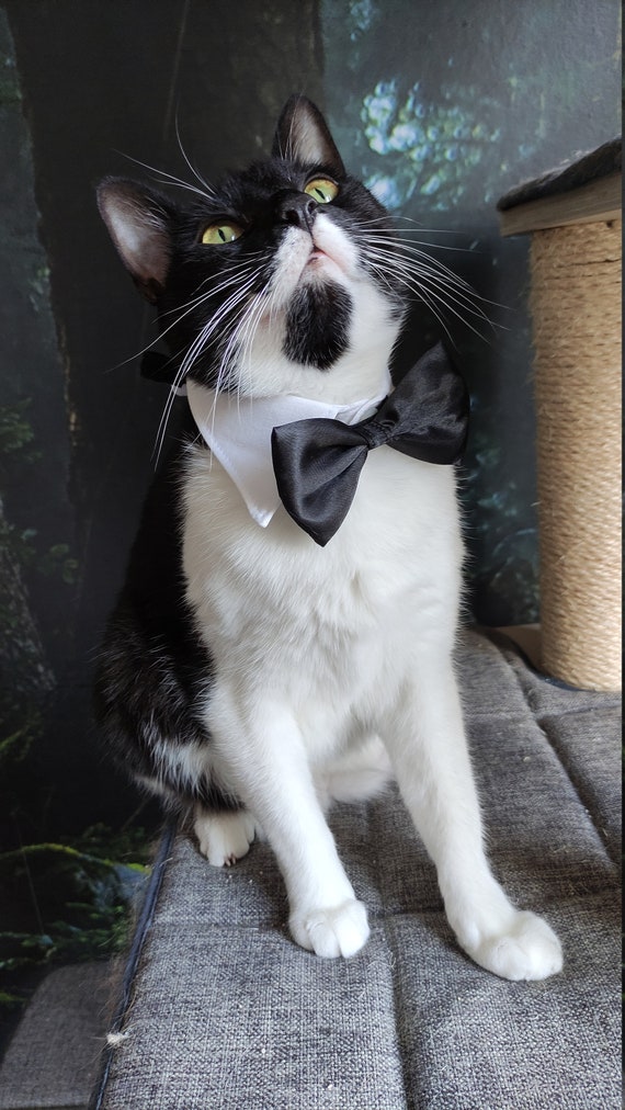 Collar de chic para gatos Collar de Accesorios Etsy