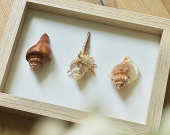 Art mural coquillage, décoration bohème minimaliste, coquillages uniques
