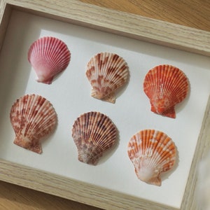Shell Art, Seashell Decor, Pastel Room Decor, Scallop Wall Art, Minimalist Wall Art, Boho Wall Art