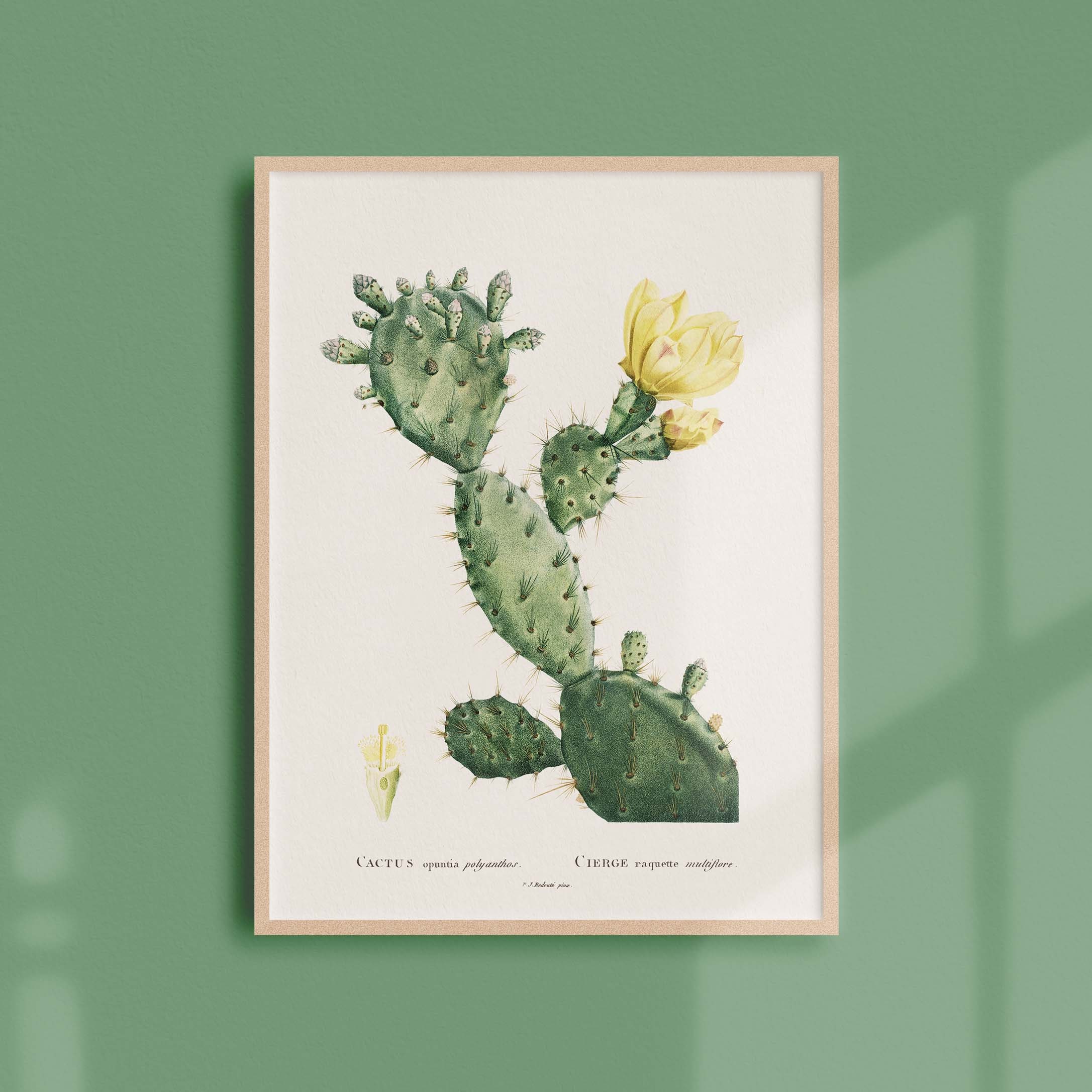 Affiche Botanique Vintage - Cactus Opuntia Polyanthos
