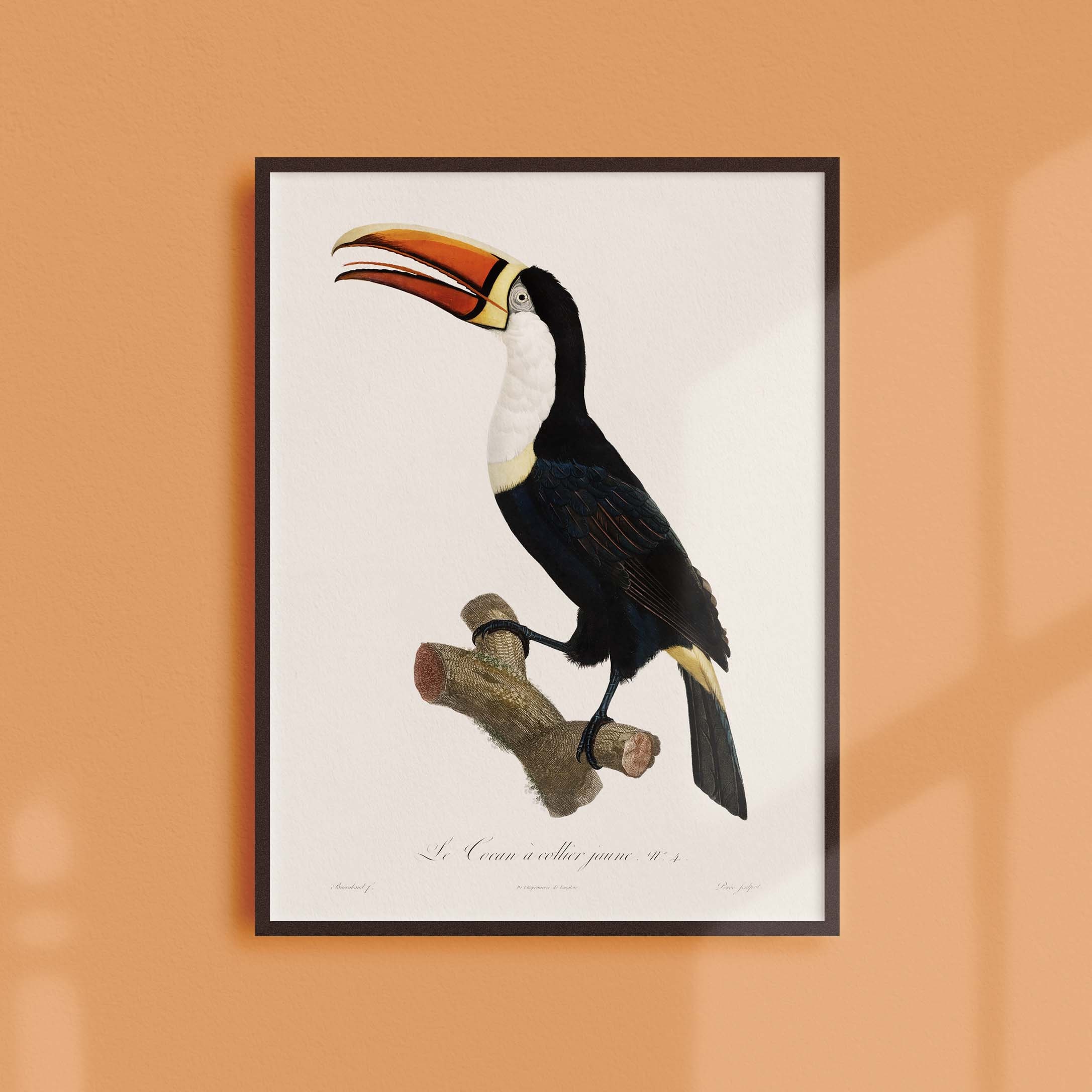 Affiche Naturaliste Vintage - Ornithologie Le Tocan à Collier Jaune