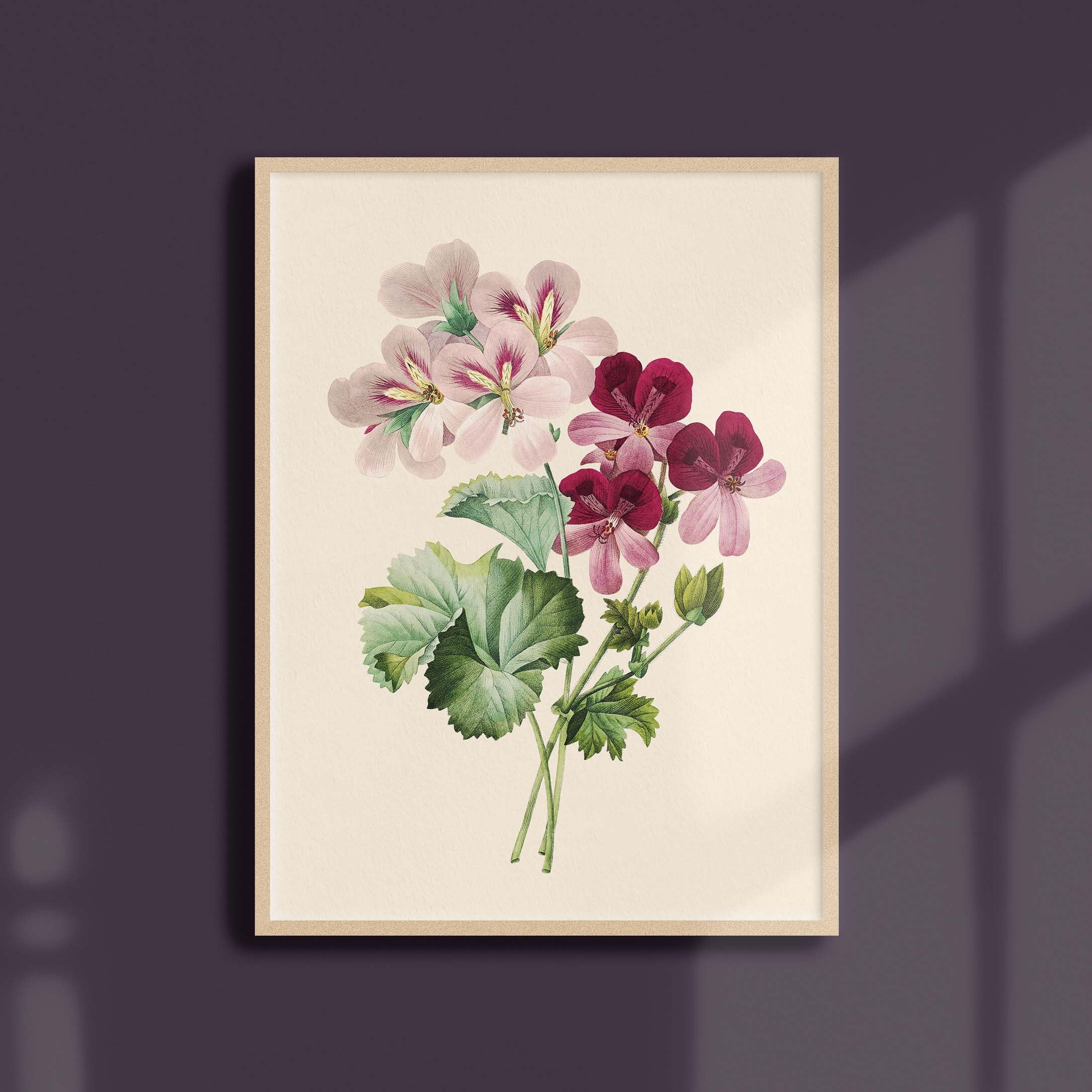 Affiche de Fleurs Vintage - Geranium