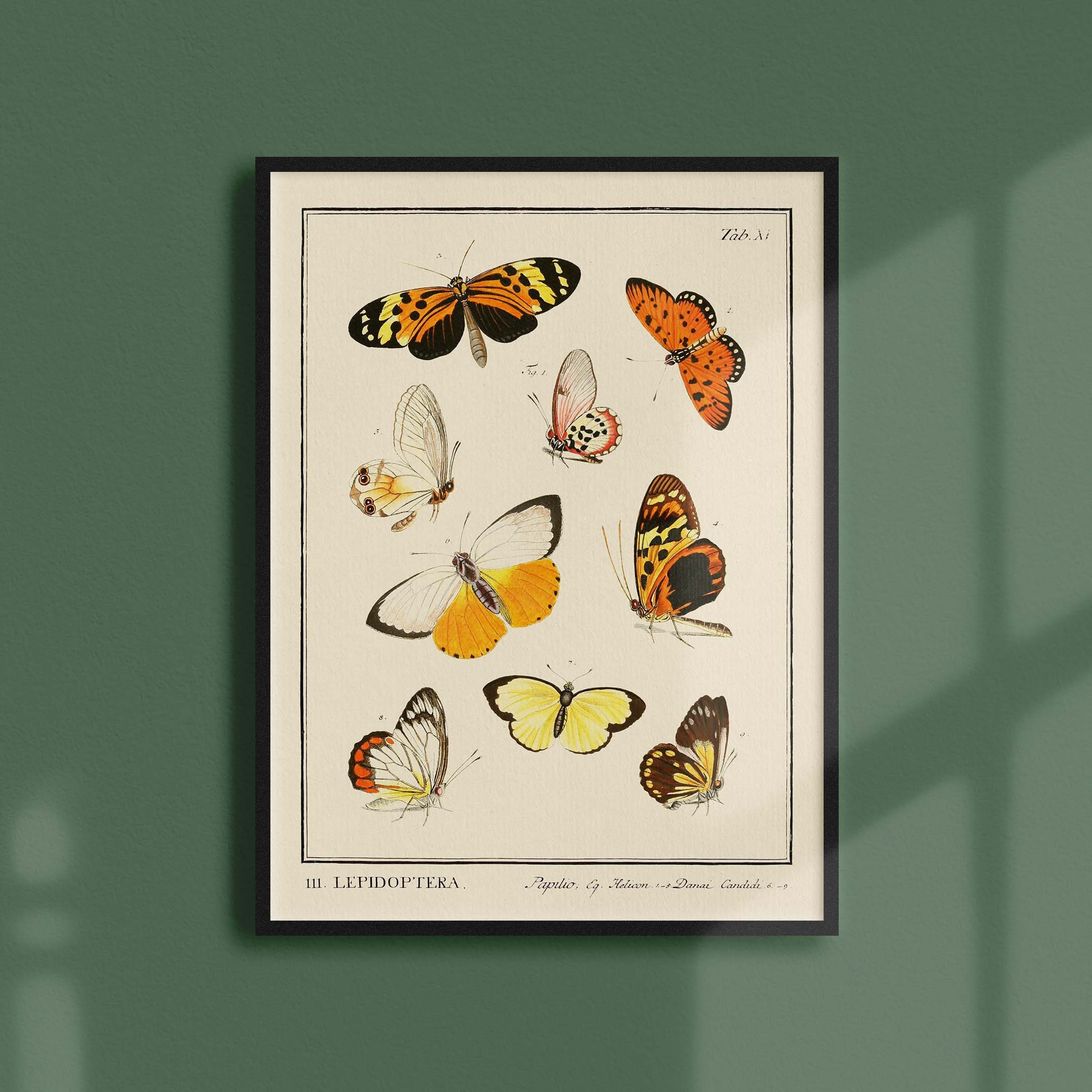 Affiche Entomologique Ancienne - Insectes Lepidoptera 1