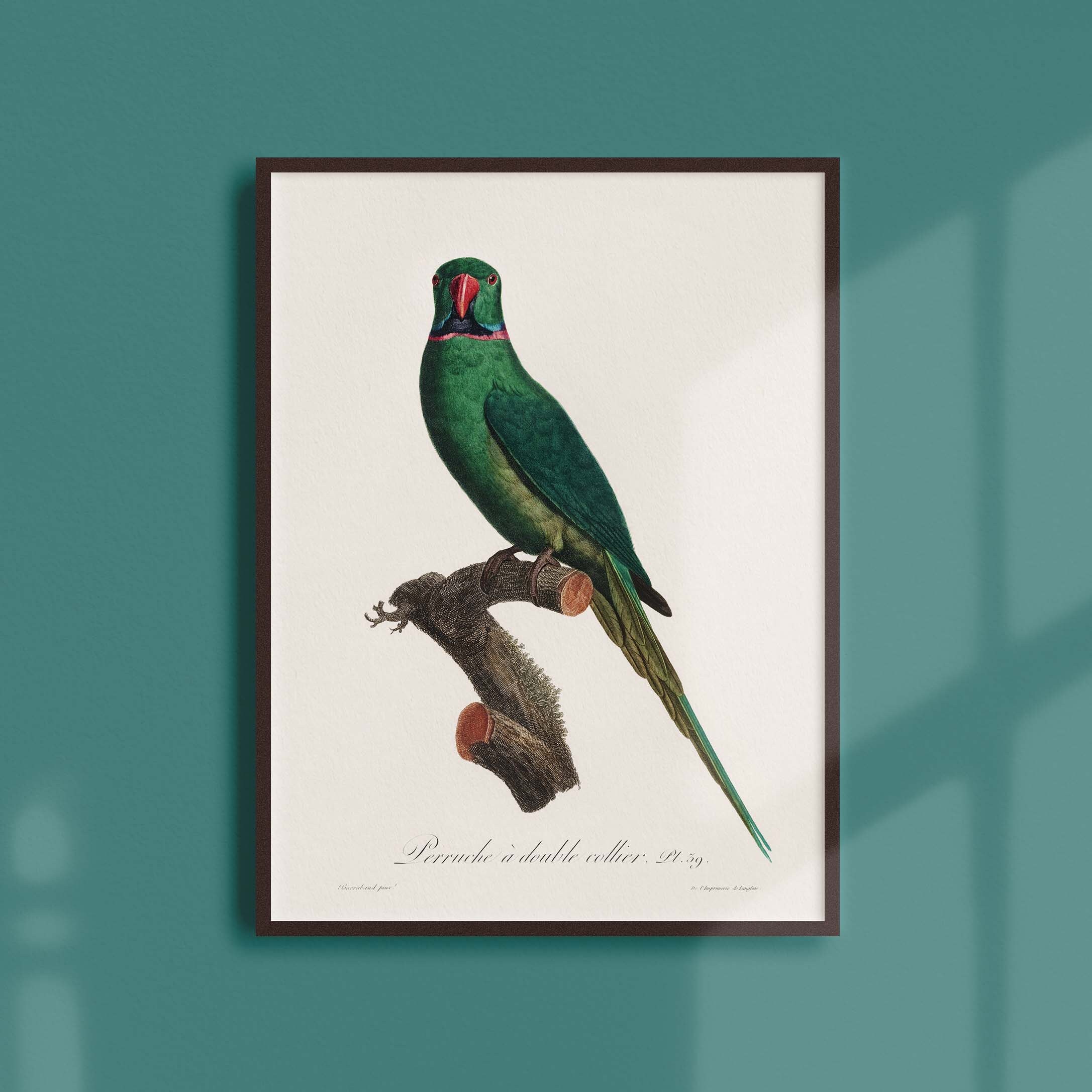 Affiche Naturaliste Vintage - Ornithologie La Perruche à Double Collier
